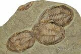 Wide Cluster Of Five Large Asaphid Trilobites - Antennae Preserved #359410-2